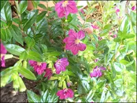 c024.webp