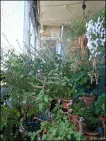 c027.webp