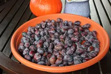 Zwetschgen 0122.webp