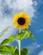 4620E25F-DECA-4996-87AA-E589EA36DCF2.webp