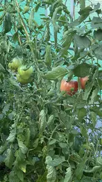 1241F078-90D0-4722-9D5D-384498A56A0F.jpeg