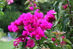 Bougenvillea   1022.JPG