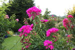 Bougenvillea   1122.JPG