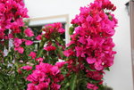 Bougenvillea   1222.JPG