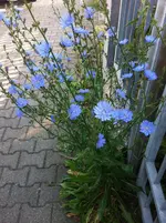 Wegwarte Biume.webp Wegwarte Biume.webp