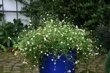 Spanisches Gänseblümchen0115.webp