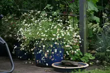 Spanisches Gänseblümchen0117.webp