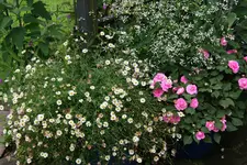 Spanisches Gänseblümchen0217.webp