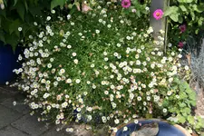 Spanisches Gänseblümchen0218.webp