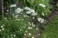 Spanisches Gänseblümchen0319.webp
