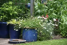 Spanisches Gänseblümchen0519.webp