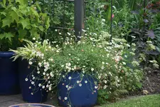 Spanisches Gänseblümchen0619.webp