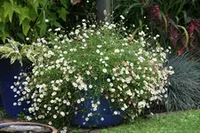 Spanisches Gänseblümchen0719.webp