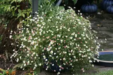 Spanisches Gänseblümchen0819.webp