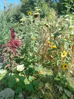 IMG_20220904_110810.webp