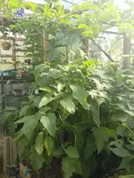 IMG_20220904_110900.webp