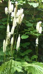 P1360634 (2).webp