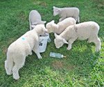 IMG_0019 v (2).JPG