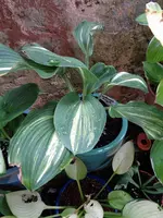 Hosta Confused Angel.webp