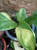 Hosta Galaxy.webp