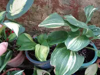 Hostas Galaxy und Confused Angel.webp