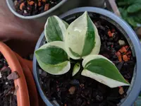 Hosta Sämling von Revolution 21.webp