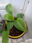 Hosta Sämling Well Shaked 2022.JPG