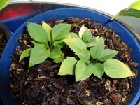 Hosta Sämlinge 21 und 22 (1).webp