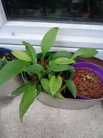 Hosta Sämlinge von Cally Strains 21 und 22 (3).webp