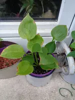 Hosta Sämlinge 21 und 22 (4).webp