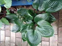 Hosta Sport von Revolution.webp