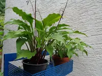 Hostas (3).webp