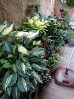 Hostas (4).webp