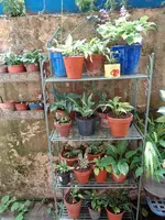 Hostas (8).webp