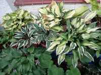 Hostas (9).webp