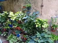 Hostas (10).webp