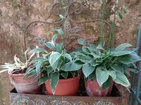 Hostas (11).webp