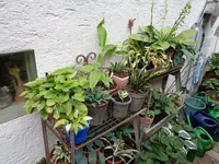 Hostas (12).webp
