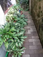 Hostas (13).webp