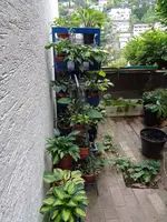 Hostas (14).webp