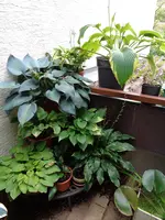 Hostas (15).webp