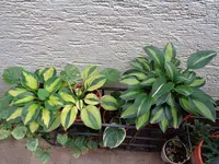 Hostas (18).webp