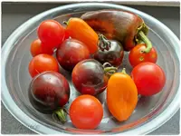 Tomaten 1.webp