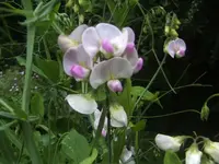 BILD0061.webp