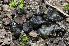 Algen im Beet 3.webp Algen im Beet 3.webp
