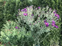 0AEA4380-7123-44EE-AEA4-FDDB2464E09C.webp