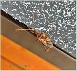 09 Amerikanische Kiefernwanze 1.jpg