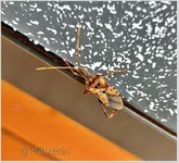09 Amerikanische Kiefernwanze 1.jpg