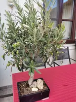 IMG_20220913_152859.webp IMG_20220913_152859.webp