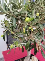 IMG_20220913_152910.webp IMG_20220913_152910.webp